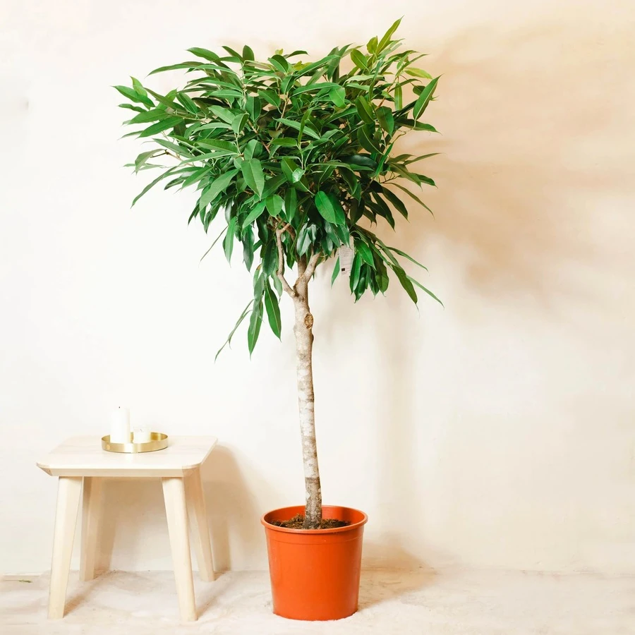Фикус Биннендийка Амстел Кинг штамб Ficus Binnendijkii Amstel King on stem