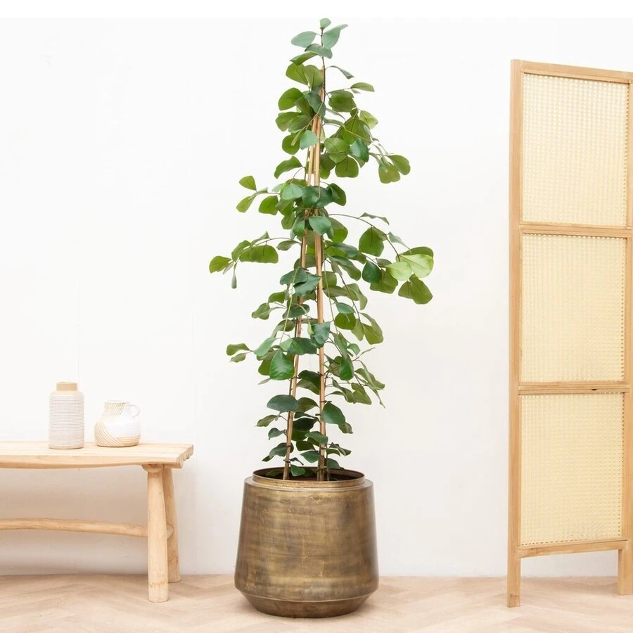 Фикус Треугольный Тринова Ficus Triangularis Trinova