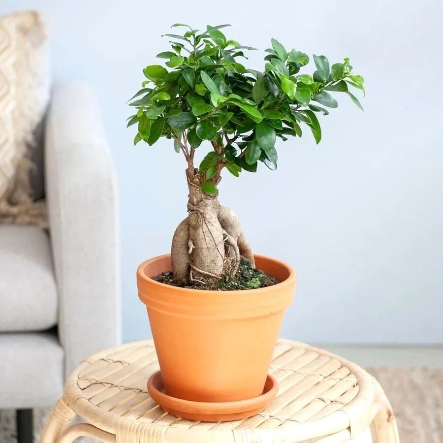 Фикус Микрокарпа Гинсенг Ficus Microcarpa Ginseng