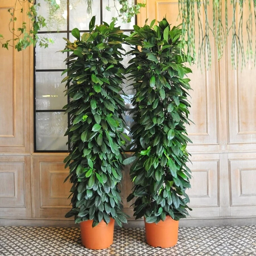 Фикус Циатистипула колонна Ficus Cyathistipula Zuil