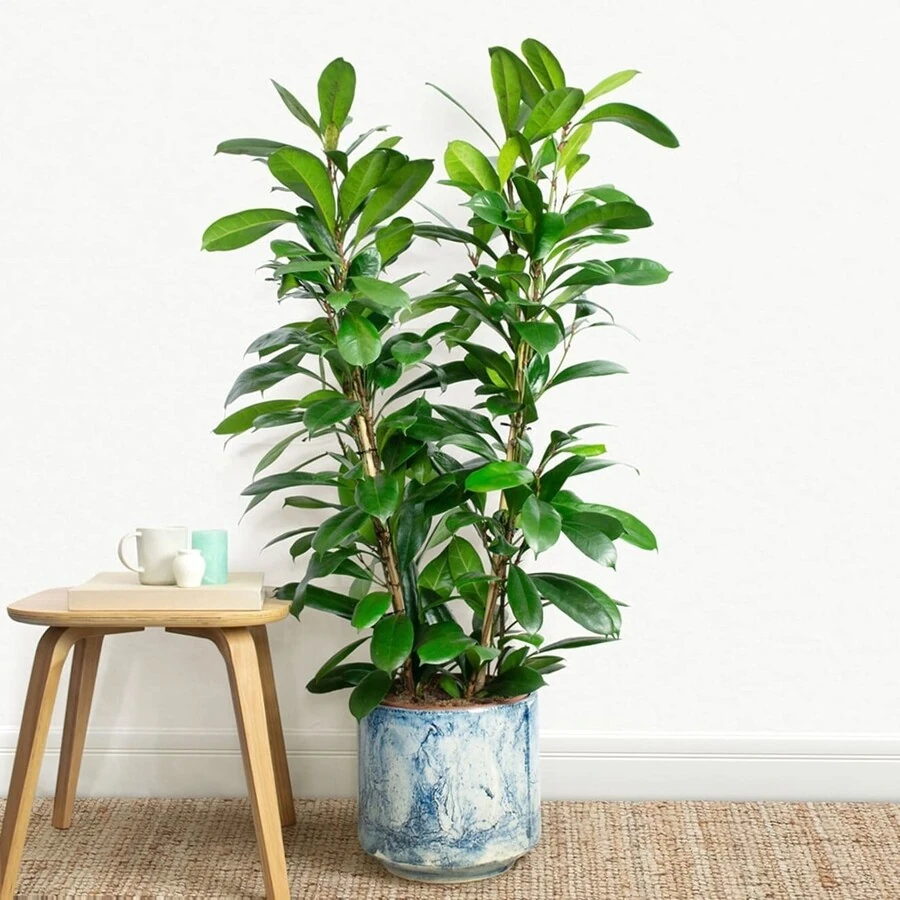 Фикус Циатистипула многоствольный Ficus Cyathistipula