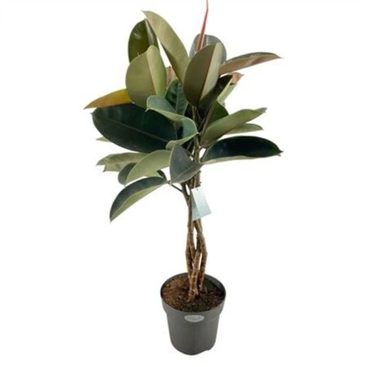 Фикус Эластика Бургунди  Твистед Ficus Elastica Burgundy Twisted