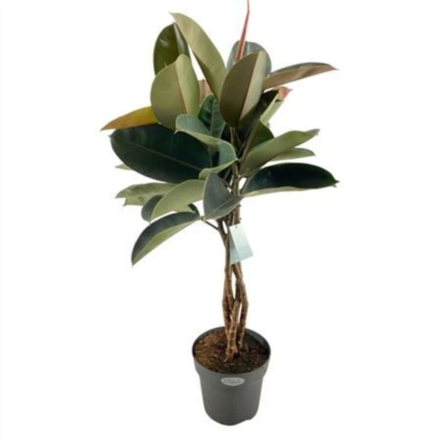 Фикус Эластика Бургунди  Твистед Ficus Elastica Burgundy Twisted