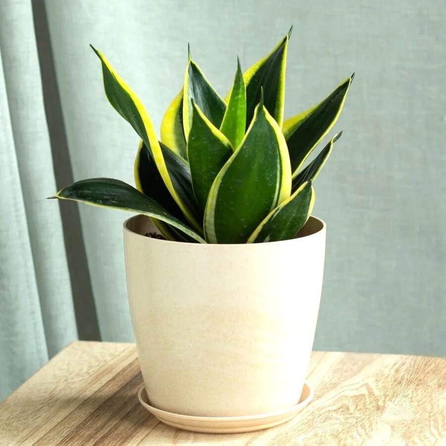Сансевиерия  Старс энд Страйпс Sansevieria hahnii Stars and Stripes