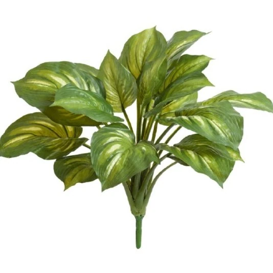 ХОСТА ЖЁЛТО-ЗЕЛЕНАЯ БОЛЬШАЯ (SENSITIVE BOTANIC)