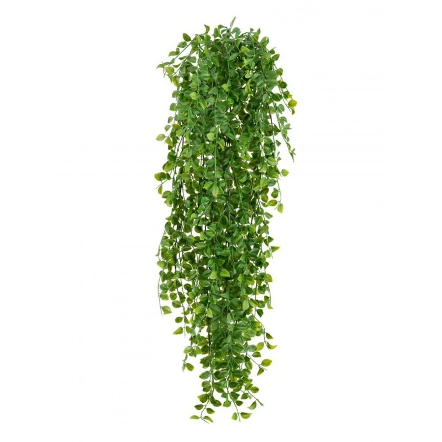 КАЛЛИЗИЯ КУСТ АМПЕЛЬНЫЙ