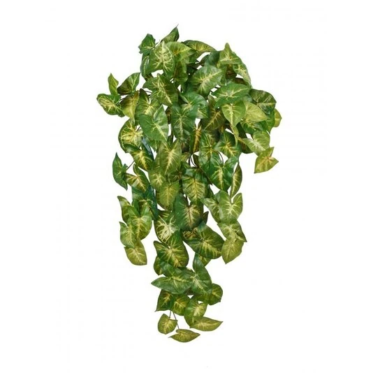 СИНГОНИУМ АМПЕЛЬНЫЙ КУСТ