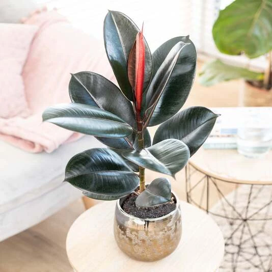 Фикус Эластика Абиджан Ficus Elastica Abidjan