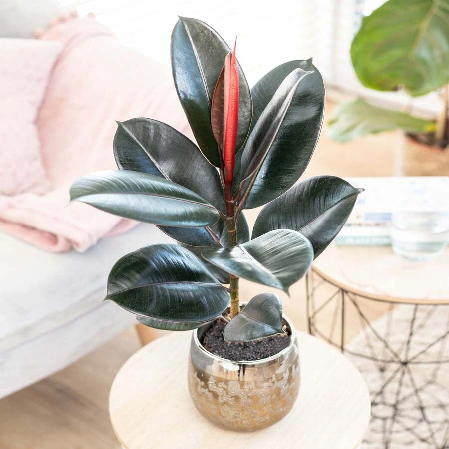 Фикус Эластика Абиджан Ficus Elastica Abidjan