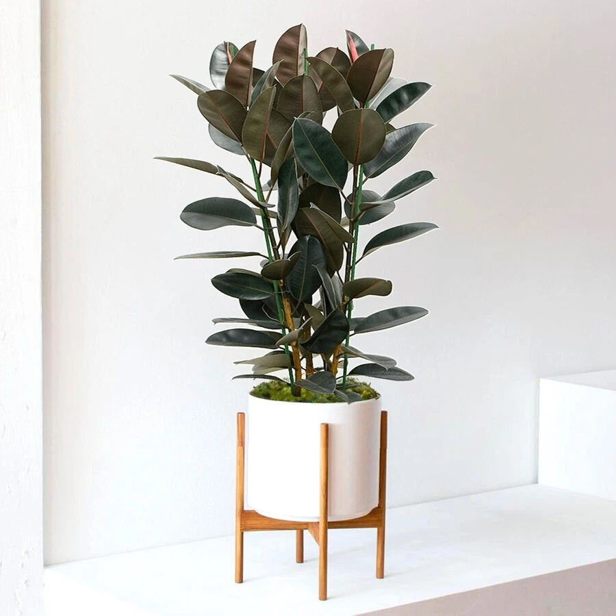 Фикус Эластика Абиджан многоствольный Ficus Elastica Abidjan