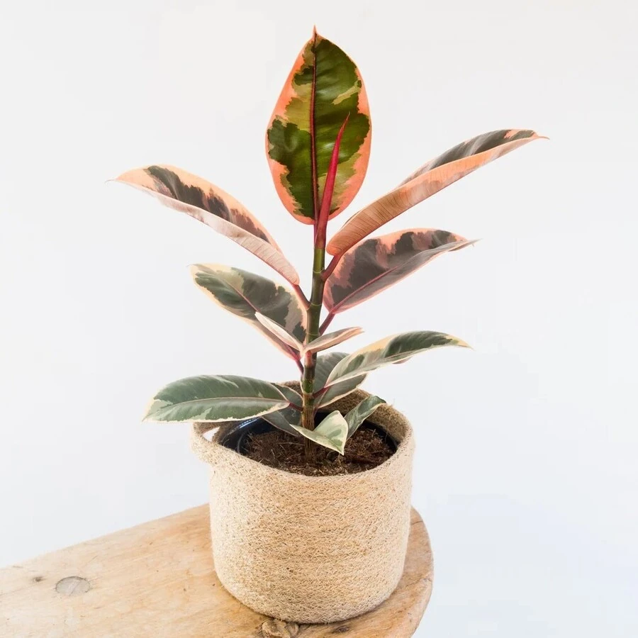 Фикус Эластика Белиз Ficus Elastica Belize