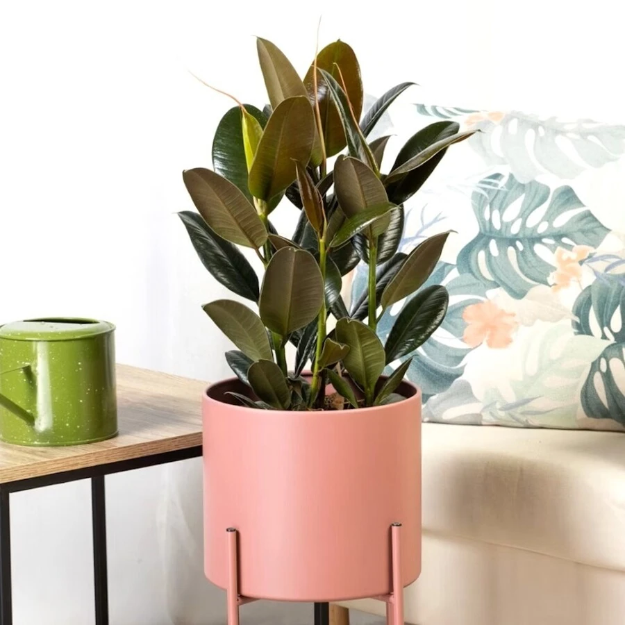 Фикус Эластика Мелани Ficus Elastica Melany
