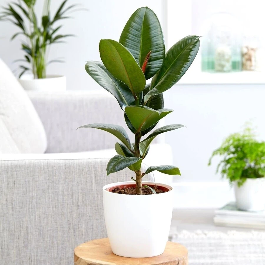 Фикус Робуста Спрей  Ficus Elastica Robusta spray