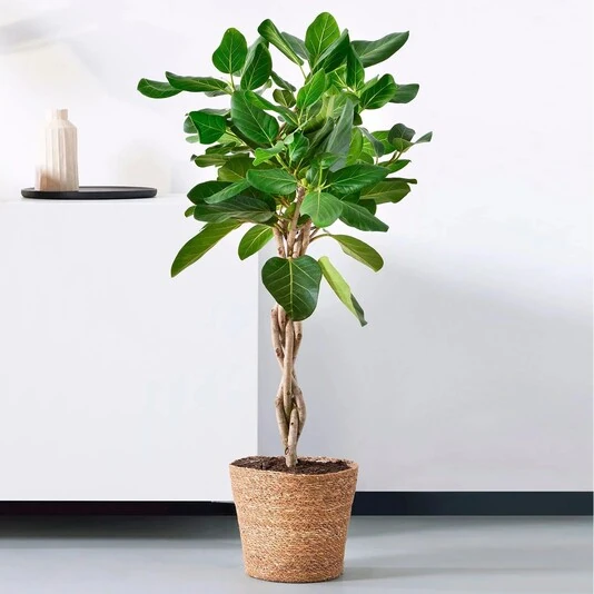Фикус Бенгальский Одри переплет Ficus Benghalensis Audrey Twisted Stem