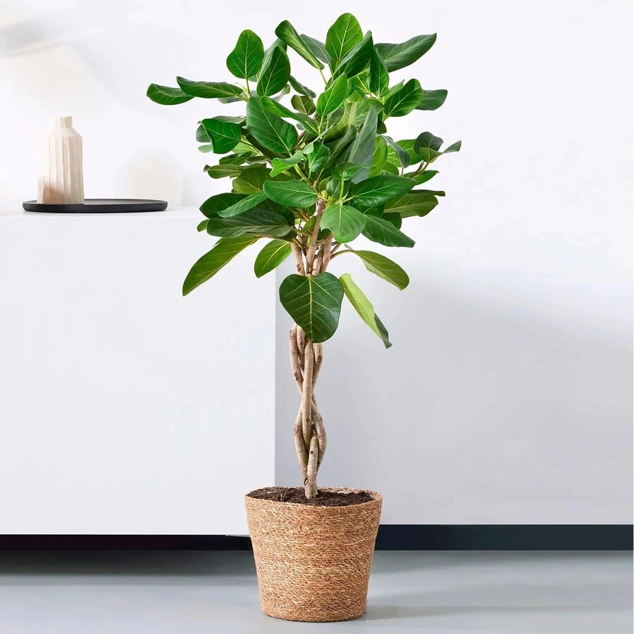 Фикус Бенгальский Одри переплет Ficus Benghalensis Audrey Twisted Stem