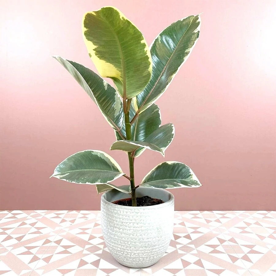 Фикус Эластика Тинеке Ficus Elastica Tineke