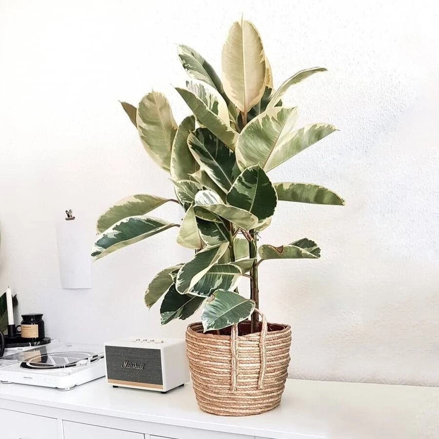Фикус Эластика Тинеке 3 ствола Ficus Elastica Tineke