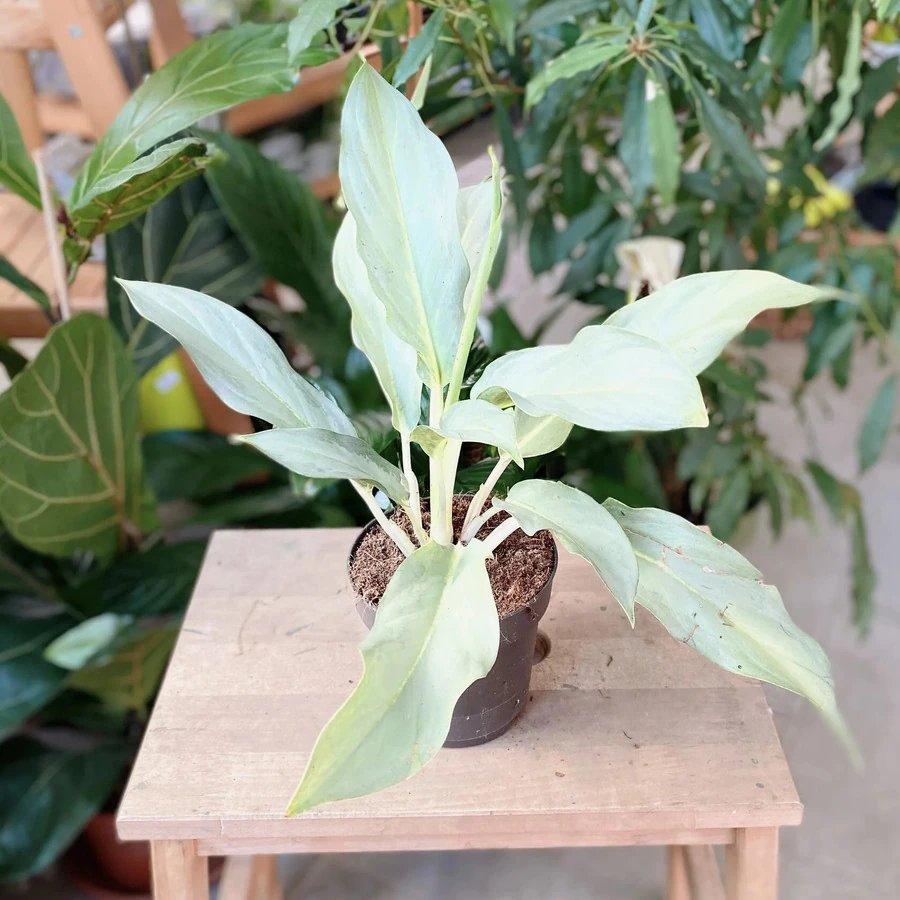 Аглаонема Аква Грин Aglaonema Aqua Green