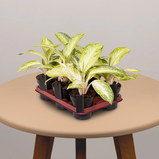 Аглаонема Арктик Лайм Aglaonema Arctic Lime