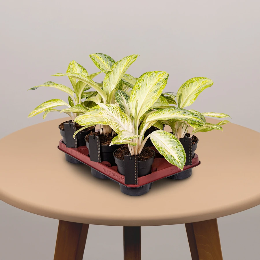 Аглаонема Арктик Лайм Aglaonema Arctic Lime