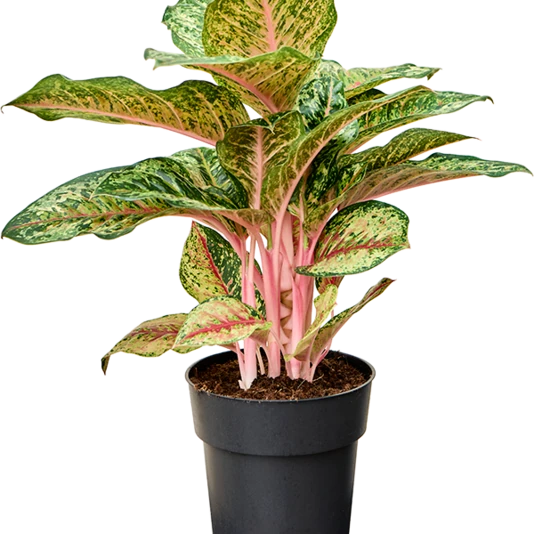 Аглаонема Карнивал Квин Aglaonema Carnival Queen
