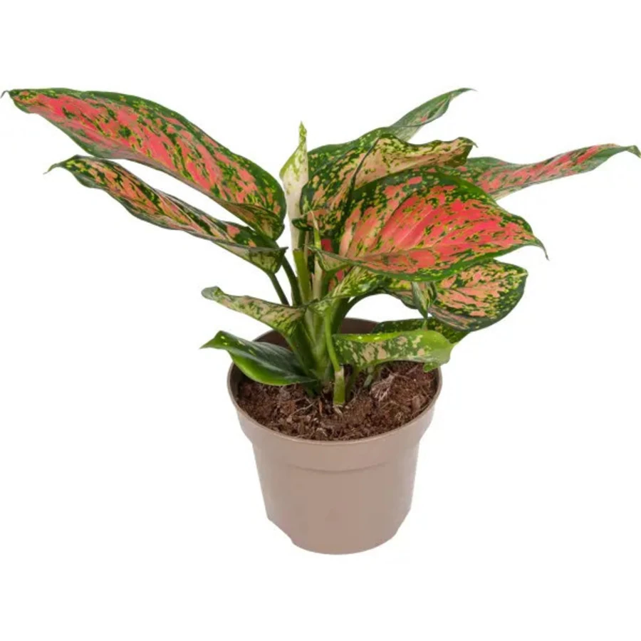 Аглаонема Цитронелла Aglaonema Citronelle