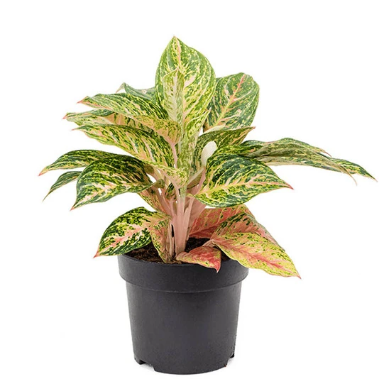 Аглаонема Коко Мелон Aglaonema Coco Melon