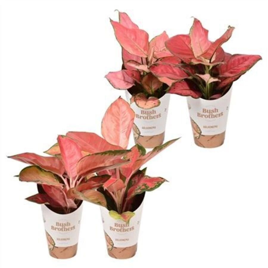 Аглаонема Колор Стар Микс Aglaonema Color Star Mix