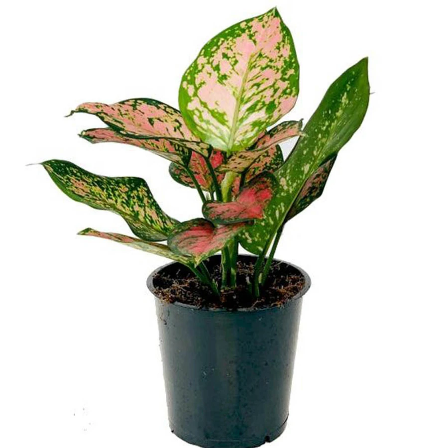Аглаонема Кримсон Лав Aglaonema Crimson Love