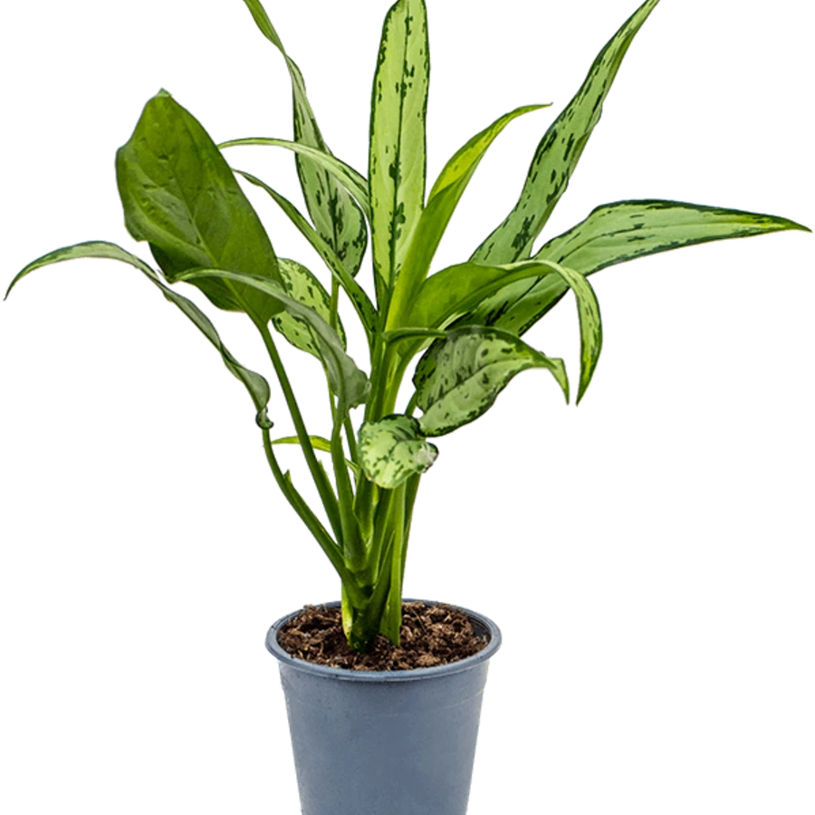 Аглаонема Кутласс Aglaonema Cutlass
