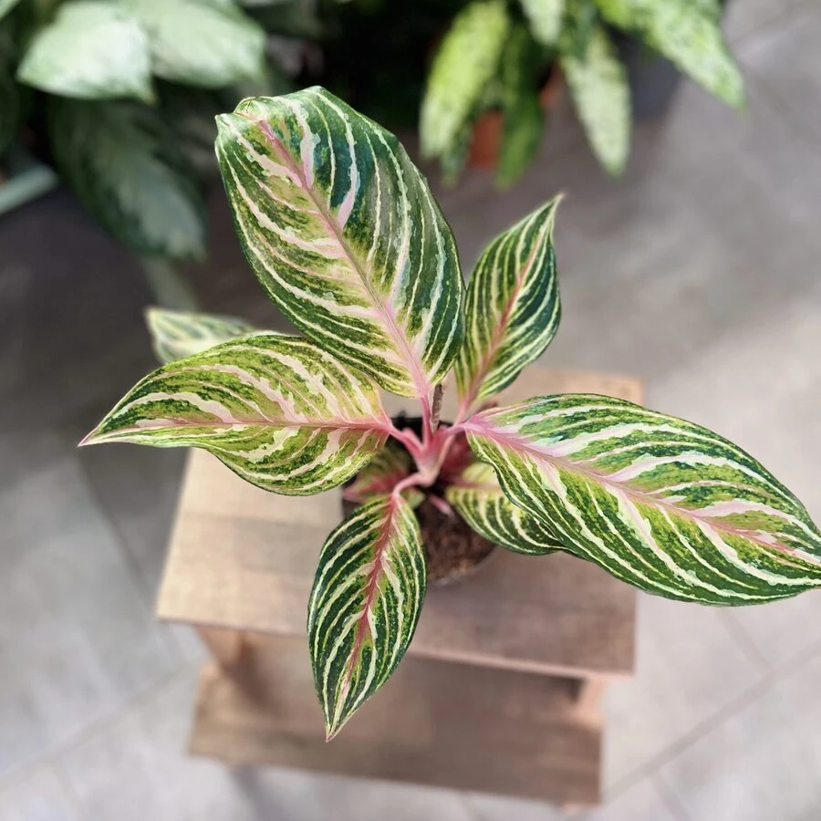 Аглаонема Эмеральд Стоун Aglaonema Emerald Stone