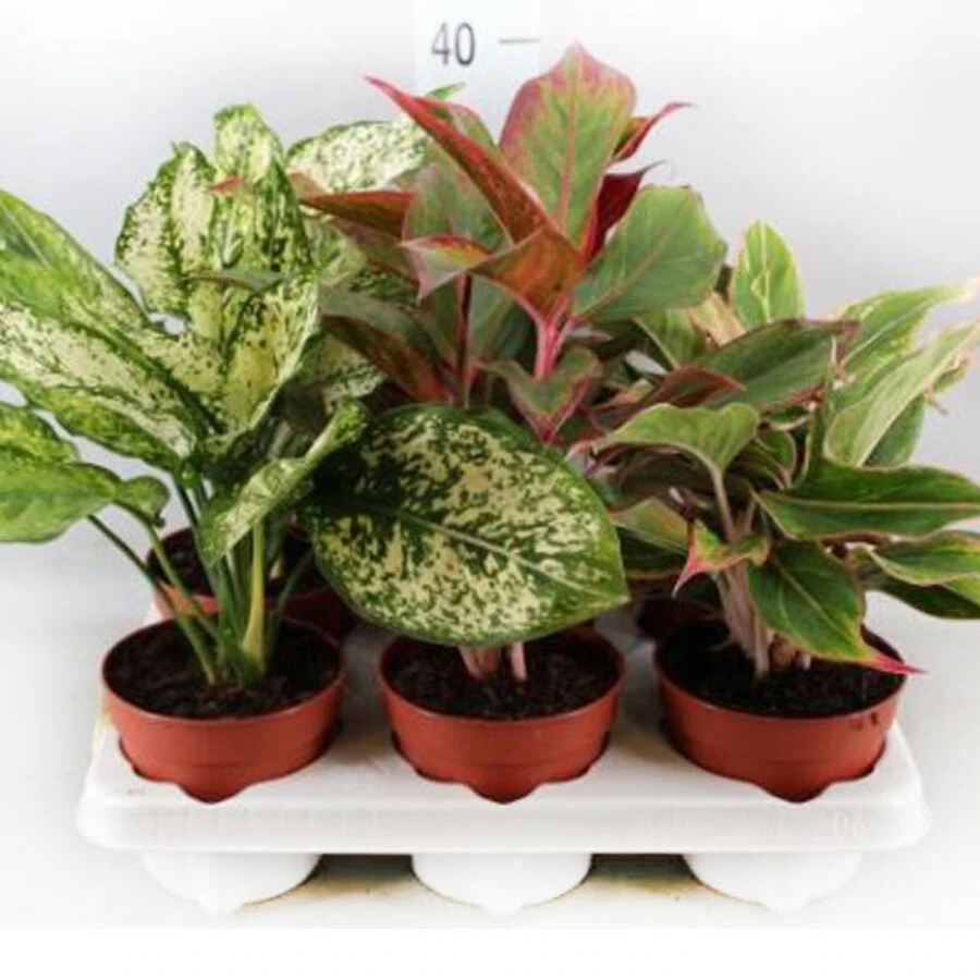Аглаонема Эксклюзив микс Aglaonema Exclusive Mix