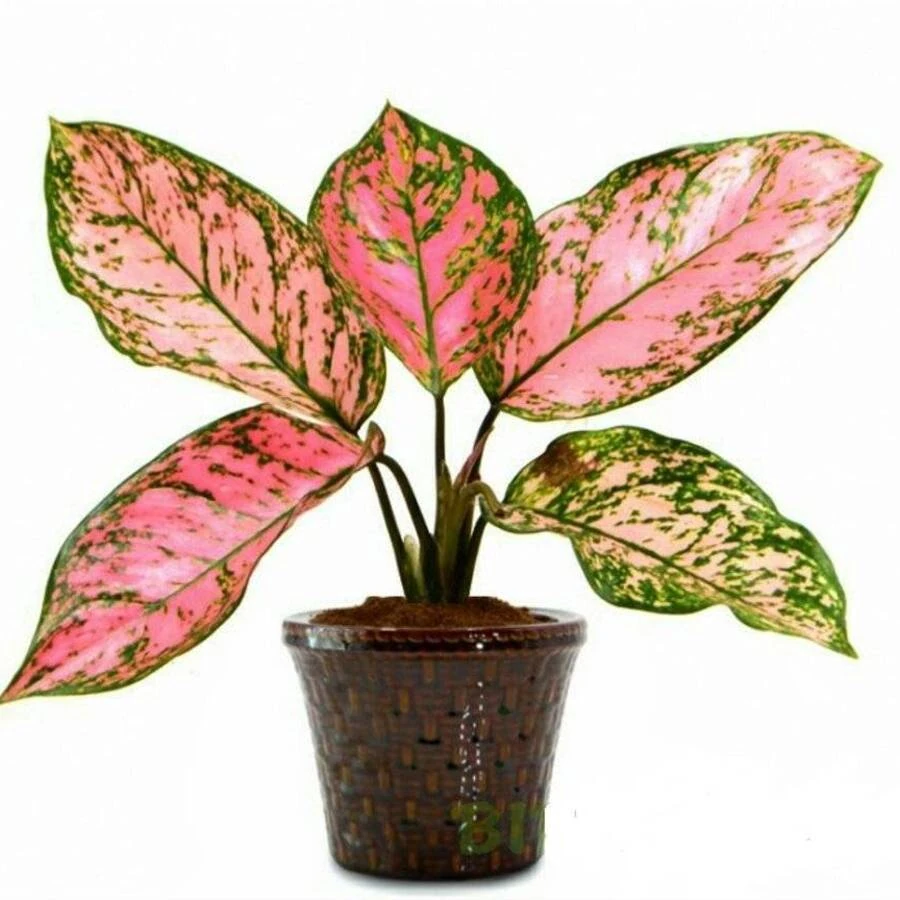 Аглаонема Гранд Блоссом Aglaonema Grand Blossom