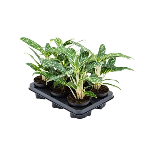 Аглаонема  Грин Микс Aglaonema Green Mix