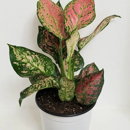 Аглаонема Джангл Шадоус Aglaonema Jungle Shadows