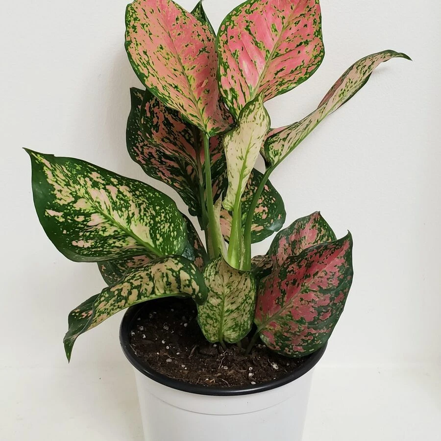 Аглаонема Джангл Шадоус Aglaonema Jungle Shadows