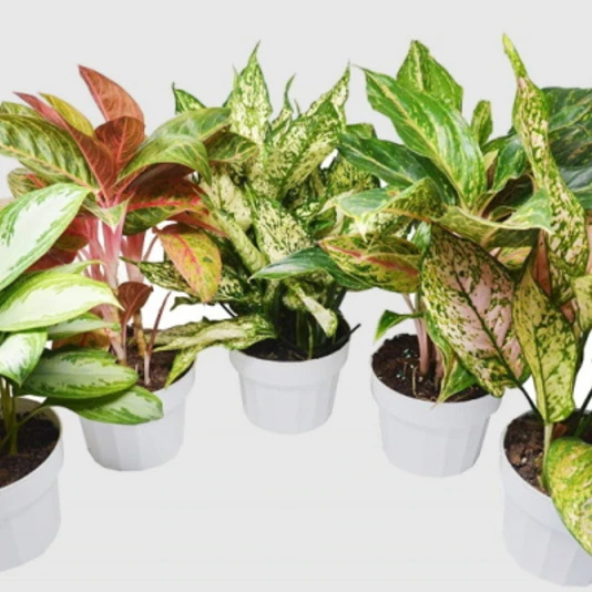 Аглаонема Карма Микс Aglaonema Karma Mix