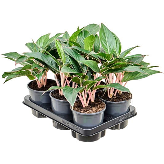 Аглаонема Мистерио Aglaonema Misterio