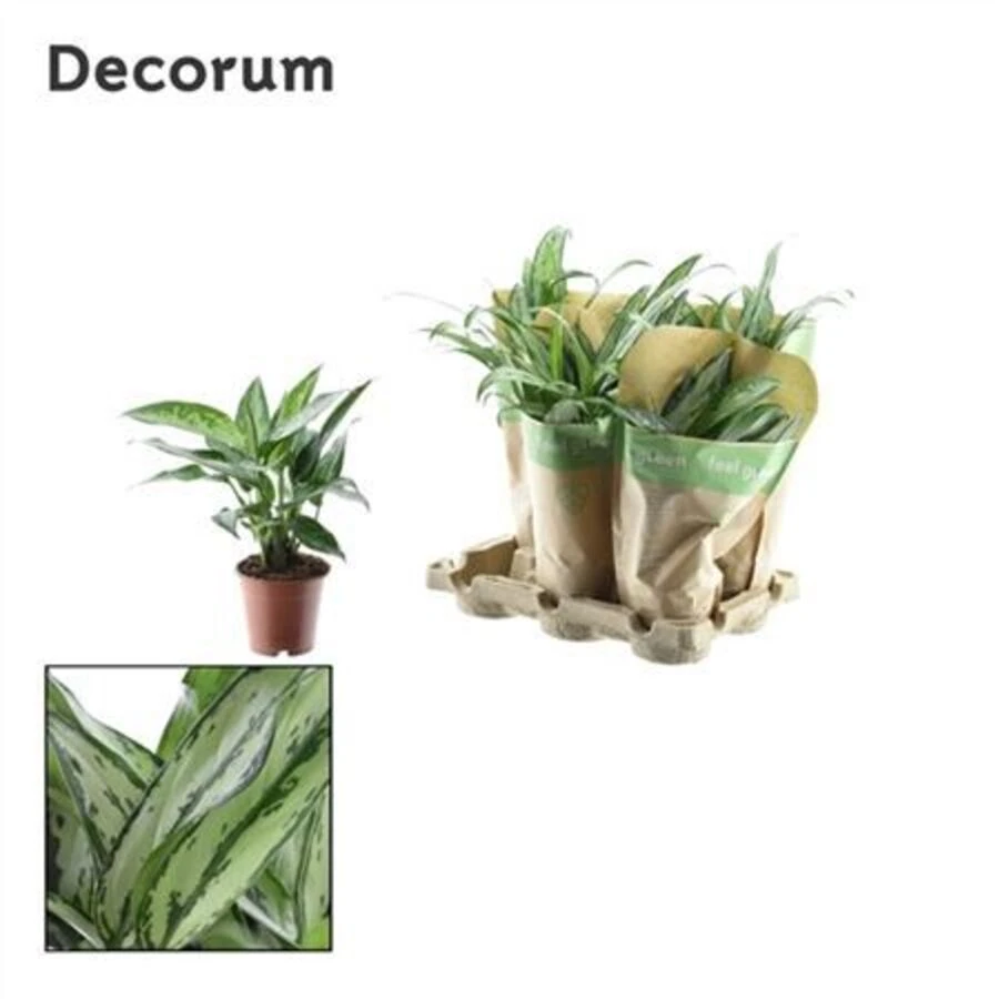 Аглаонема Микс Aglaonema Mix In Kraft Sleeve (decorum)