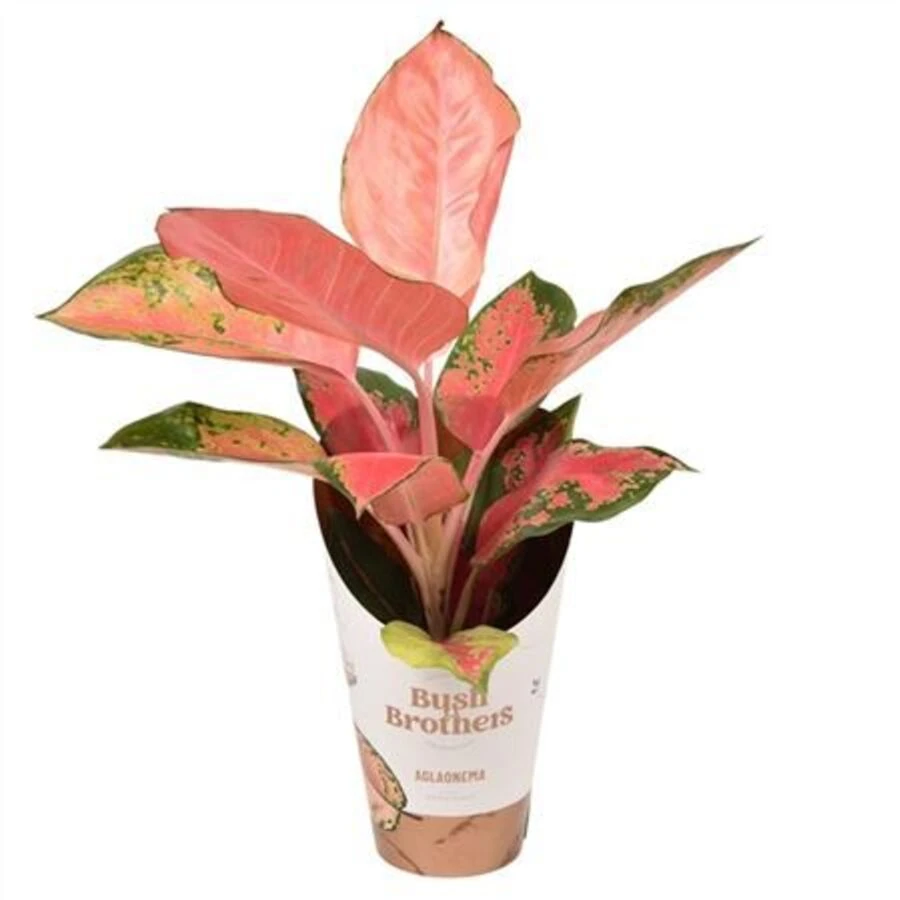 Аглаонема Оранж Флейм Aglaonema Orange Flaim