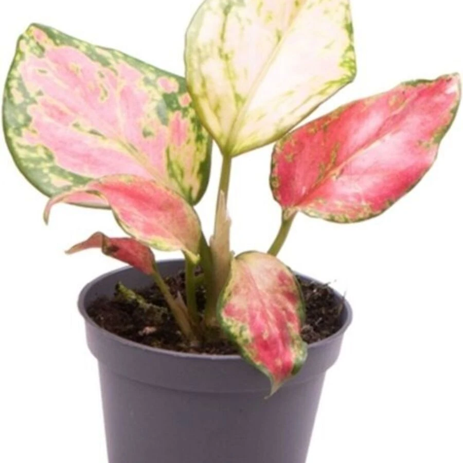 Аглаонема Рози Aglaonema Rosy