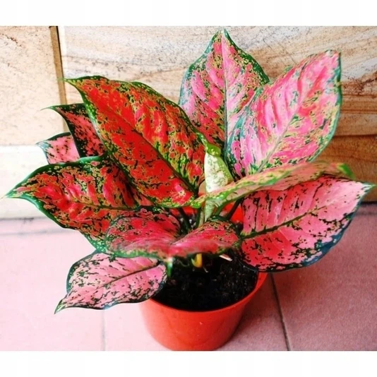 Аглаонема  Ред Валентайн Aglaonema Red Valentin