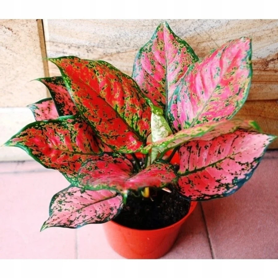Аглаонема  Ред Валентайн Aglaonema Red Valentin