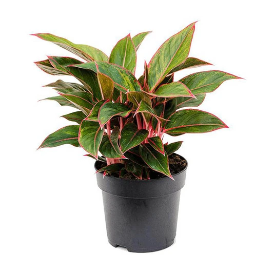 Аглаонема Сиам Ред Аврора Aglaonema Siam Red Aurora
