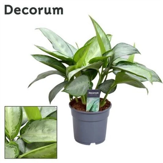 Аглаонема Сильверадо Aglaonema Silverado