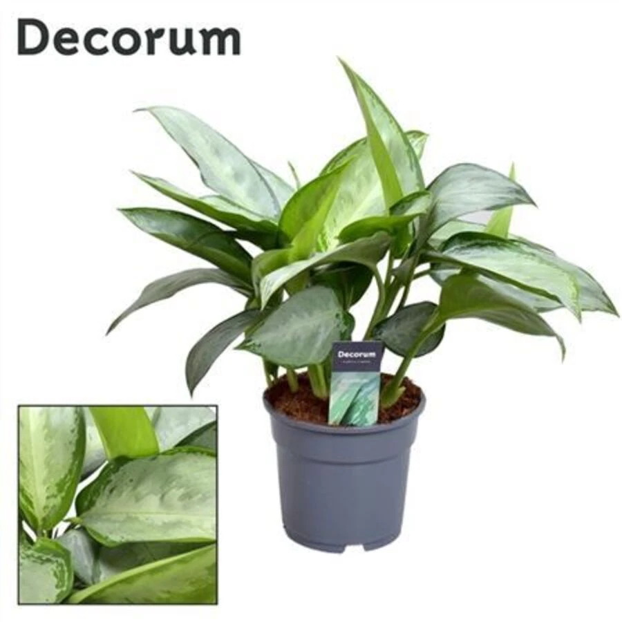 Аглаонема Сильверадо Aglaonema Silverado