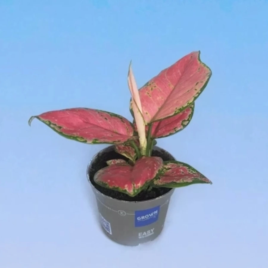 Аглаонема Корал Ред Aglaonema Coral  Red