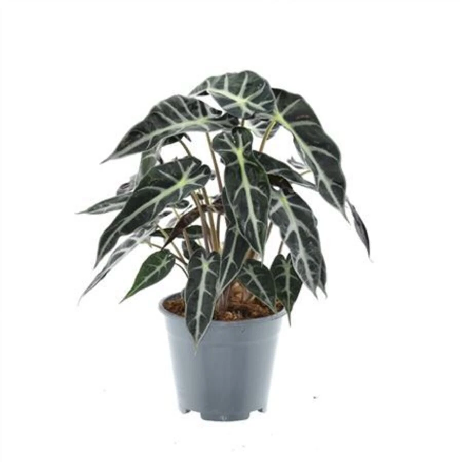 Алоказия Бэби Бамбино Alocasia Baby Bambino