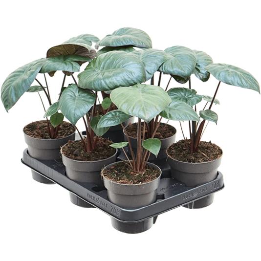 Алоказия Чоклэйт Грин Alocasia Chocolate Green