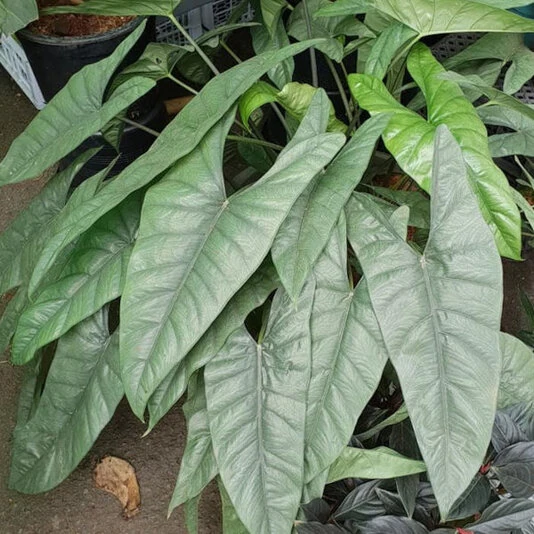 Алогазия Гетерофила Alocasia Heterophilla